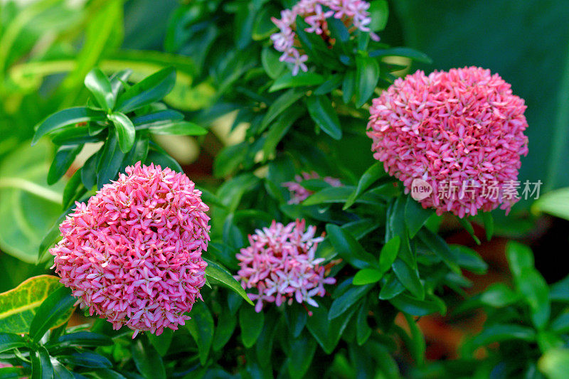 Ixora coccinea /森林之火/丛林之火